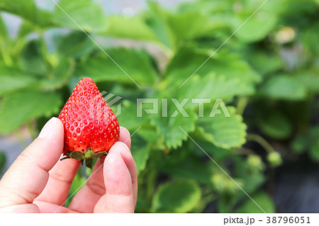いちご栽培　摘み取り（とちおとめ）家庭菜園 38796051