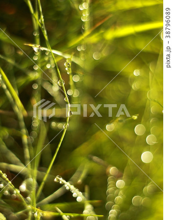 Bright nature summer blurred morning dew macro pho Bright nature summer blurred morning dew macro pho 38796089