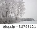 Birch old frosty tree winter season 38796121