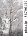 Frosty Birch tree from winter season 38796139