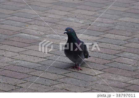 鳩 ハト 鳥綱 38797011
