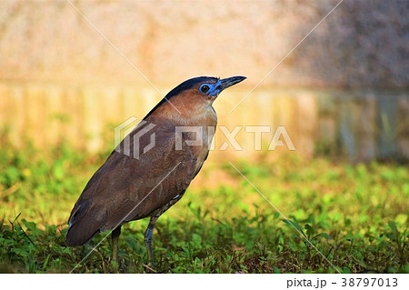 鳥綱 動物 動物学 38797013