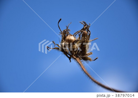 種 種子 タネ 38797014