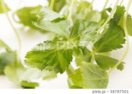 三つ葉 38797501