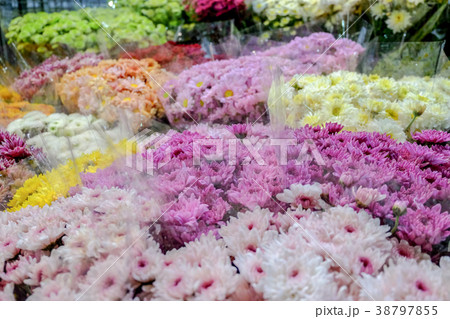 Flowers close up isolated on background. Flowers close up isolated on background. 38797855