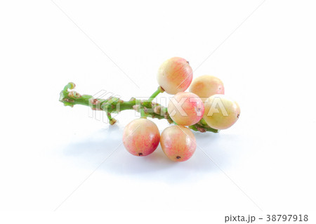 phyllanthus isolated on white background. 38797918