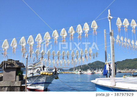 呼子漁港の名物スルメイカ 38797929