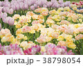 お花畑 38798054