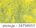 菜の花畑 38798055