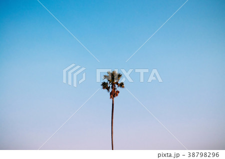 Tall sugar palm tree rise into beautiful clear sky 38798296