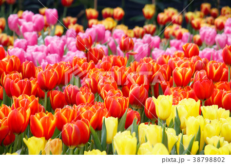Colorful tulip in the garden. 38798802