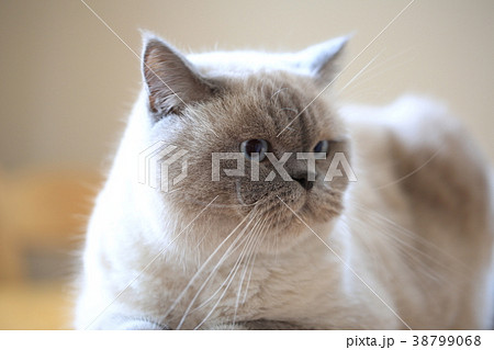 猫 38799068