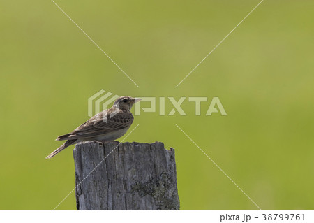 Common skylark (Alauda arvensis) 38799761