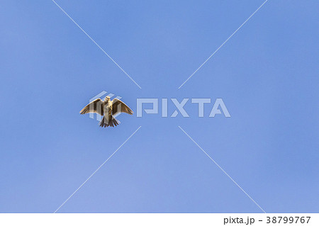 Common skylark (Alauda arvensis) Common skylark (Alauda arvensis) 38799767