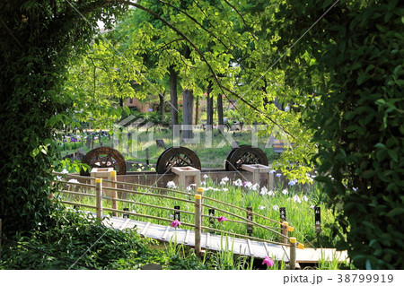 東京都足立区　初夏のしょうぶ沼公園 38799919
