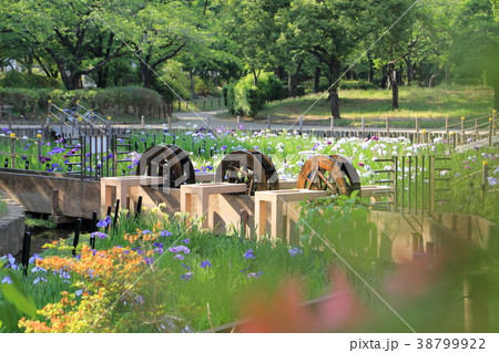 東京都足立区　初夏のしょうぶ沼公園 38799922