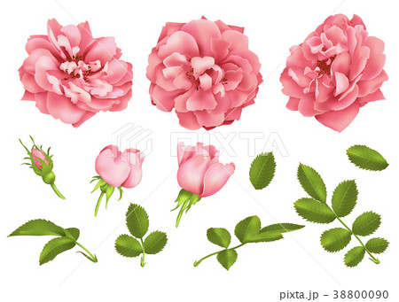 Realistic vector pink rose set. 3d roses Realistic vector pink rose set. 3d roses 38800090