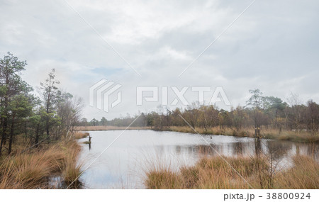 Beautiful moor landscape in the lueneburger heide 38800924