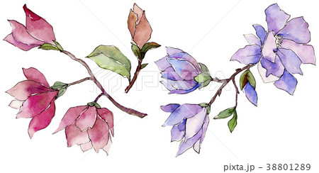 Wildflower magnolia flower in a watercolor style Wildflower magnolia flower in a watercolor style 38801289