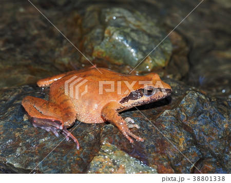 タゴガエル 38801338