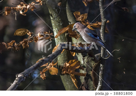 An eurasian jay on a branch 38801800