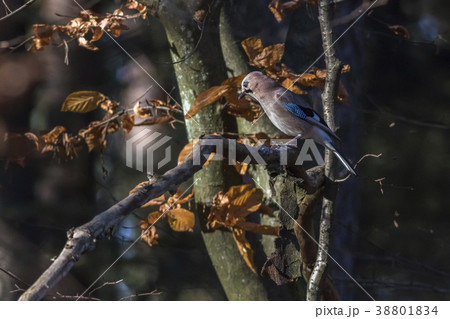 An eurasian jay on a branch 38801834