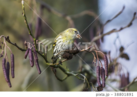 An eurasian siskin is sitting on a branch An eurasian siskin is sitting on a branch 38801891