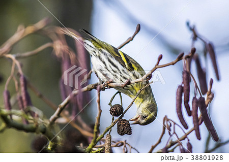 An eurasian siskin is sitting on a branch An eurasian siskin is sitting on a branch 38801928