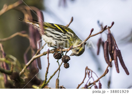 An eurasian siskin is sitting on a branch 38801929