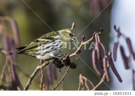 An eurasian siskin is sitting on a branch An eurasian siskin is sitting on a branch 38801931
