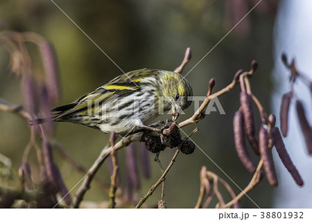 An eurasian siskin is sitting on a branch 38801932
