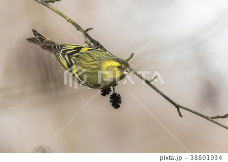 An eurasian siskin is sitting on a branch 38801934