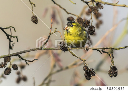 An eurasian siskin is sitting on a branch 38801935
