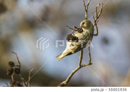 An eurasian siskin is sitting on a branch 38801936