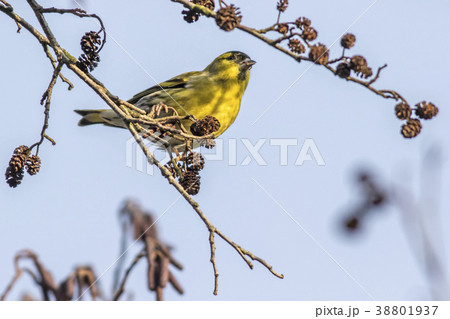 An eurasian siskin is sitting on a branch 38801937
