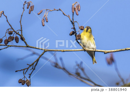 An eurasian siskin is sitting on a branch An eurasian siskin is sitting on a branch 38801940