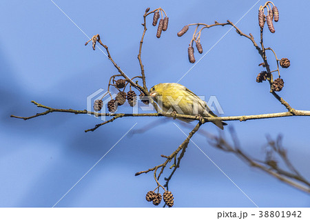 An eurasian siskin is sitting on a branch 38801942