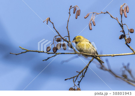 An eurasian siskin is sitting on a branch 38801943