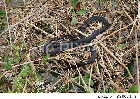 シマヘビの黒色タイプ、「カラスヘビ」 - Snake, "Elaphe" black type シマヘビの黒色タイプ、「カラスヘビ」 - Snake, "Elaphe" black type 38802148