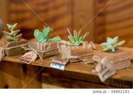 Succulents at Wedding Reception 38802181