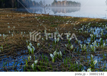 長蔵小屋付近のミズバショウ群落と朝もやの尾瀬沼 38802182