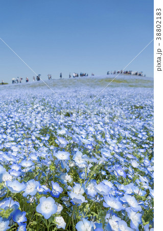 ネモフィラ　みはらしの丘 38802183