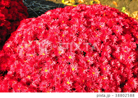 赤い小さな菊の花の風景の写真素材 3025