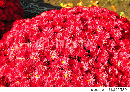 赤い小さな菊の花の風景の写真素材 3025