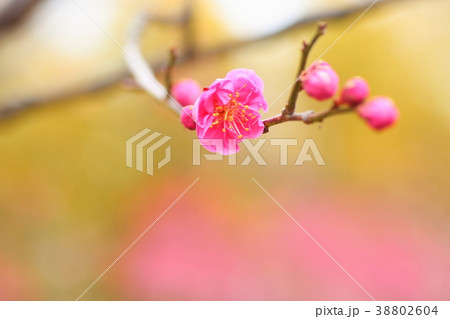 ピンクのウメの花 38802604