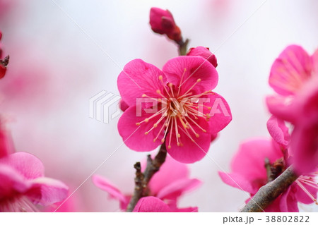 ピンクのウメの花 38802822