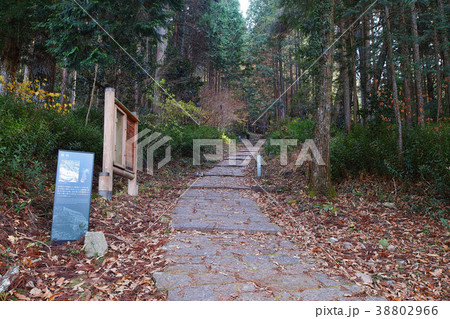【日本100名城】岩村城 藤坂（登城坂） 38802966