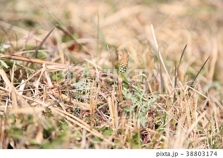 春の野　つくし 38803174