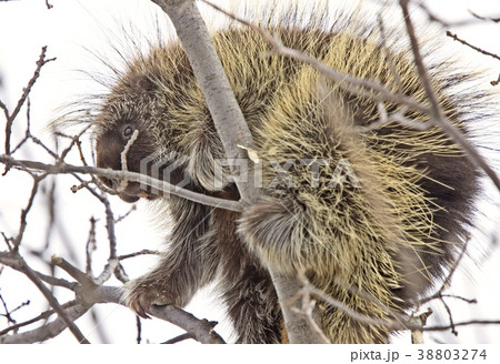Porcupine in Tree Porcupine in Tree 38803274