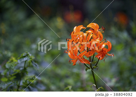 寧越郡 江原道 花 38804092